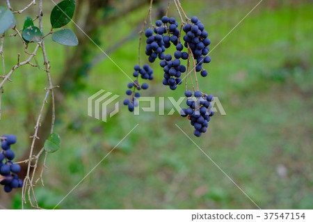 Black fruit of rippet. 37547154