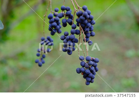 Black fruit of rippet. 37547155