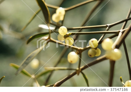 Mistletoe 37547186