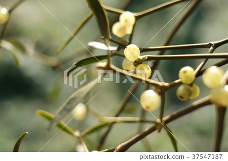 Mistletoe Mistletoe 37547187