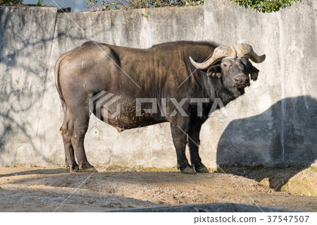 非洲水牛 37547507