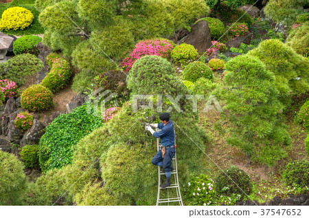 園林植物的修剪 37547652