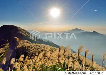 Asia, Taiwan, not tired of pavilion, New Taipei City, Ruifang District, Jinguashi, Jiufen, Manghua, Reed, Miscanthus, Flower, Autumn Asia, Taiwan, not tired of pavilion, New Taipei City, Ruifang District, Jinguashi, Jiufen, Manghua, Reed, Miscanthus, Flower, Autumn 37547834