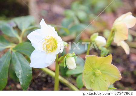 聖誕玫瑰鮮花 聖誕玫瑰鮮花 37547908