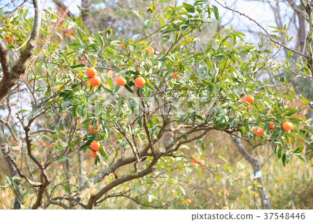 Fresh fruit of mandarin oranges Fresh fruit of mandarin oranges 37548446