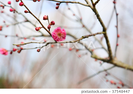 Hatsuume blooms 37548447