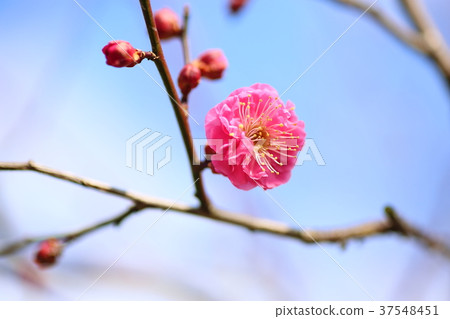 Hatsuume blooms Hatsuume blooms 37548451
