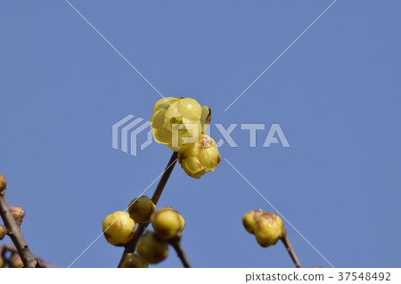 Wax plum Wax plum 37548492