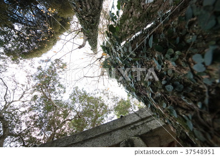 Life tree 37548951