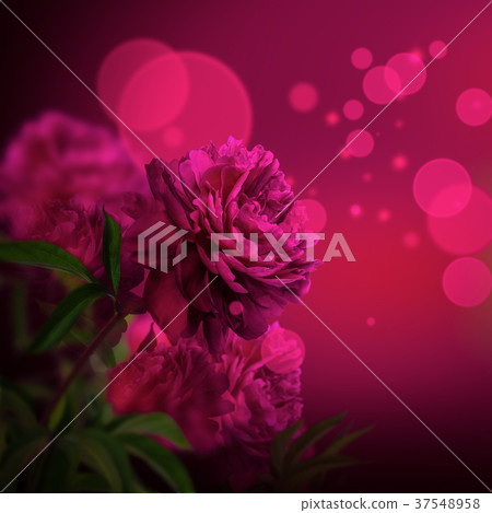 Pink peony flowers blossom on dark background Pink peony flowers blossom on dark background 37548958