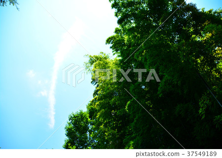 Cool bamboo forest 37549189