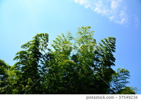 涼爽的竹林 涼爽的竹林 37549216