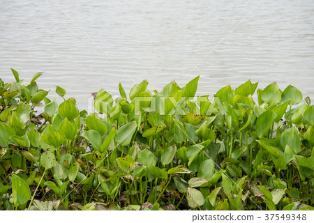 Hyacinth in the reservoir Hyacinth in the reservoir 37549348