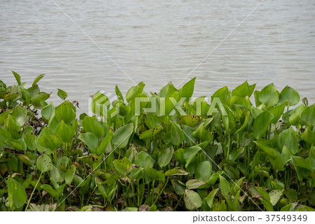 Hyacinth in the reservoir 37549349