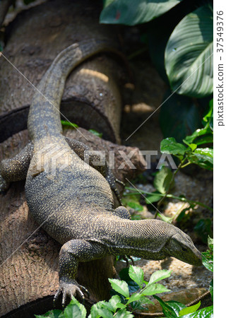 Clouded monitor lizard 37549376