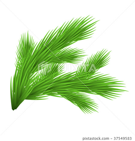 图库插图 green lush spruce branch isolated on white