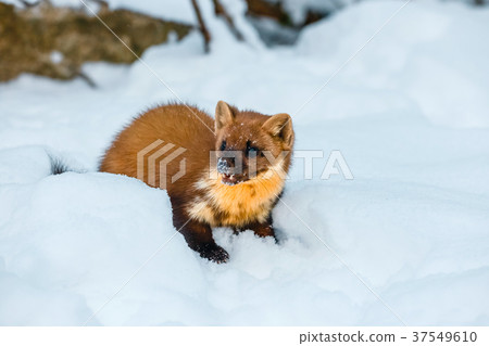 weasel sitting at snow field, mustela nivalis 37549610