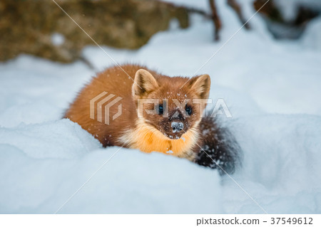 weasel sitting at snow field, mustela nivalis 37549612