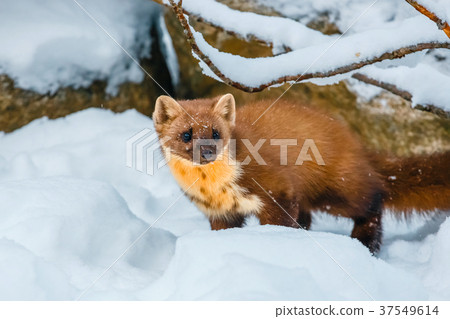 weasel sitting at snow field, mustela nivalis weasel sitting at snow field, mustela nivalis 37549614