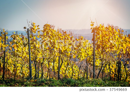 vineyards and organic grape on vine branches 37549669