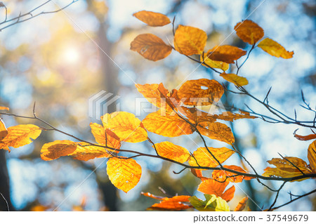 autumn leaves with blue sky in the background 37549679