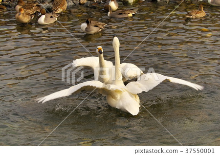 天鵝Ayukawa Azumino 天鵝Ayukawa Azumino 37550001