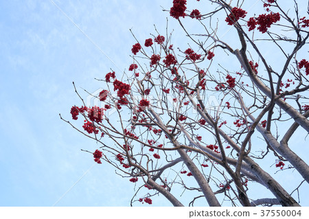 hokkaido Japan 37550004