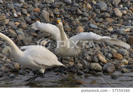  天鵝Ayukawa Azumino 37550160