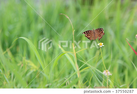 Butterfly in the lawn Butterfly in the lawn 37550287