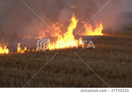 dry field burning flame 37550320