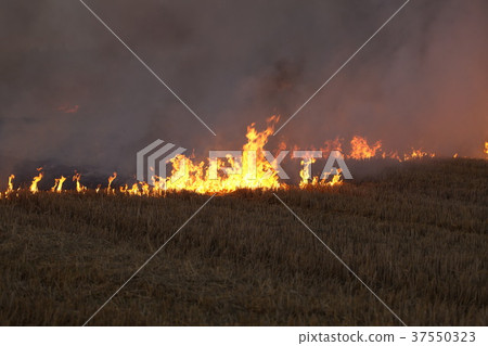 dry field burning flame 37550323