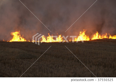 dry field burning flame dry field burning flame 37550325