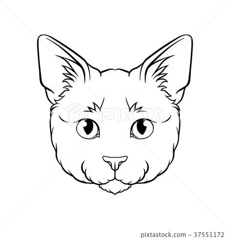 Black and white sketch of cats head, face of pet Black and white sketch of cats head, face of pet 37551172