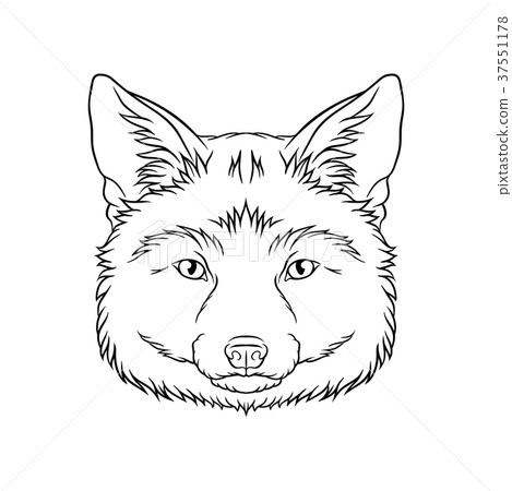 Black and white sketch of fox head, face of wild 37551178