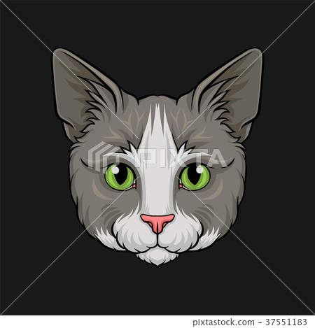 Head of grey cat, face of pet animal hand drawn Head of grey cat, face of pet animal hand drawn 37551183