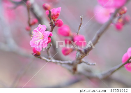Plum blossom  37551912