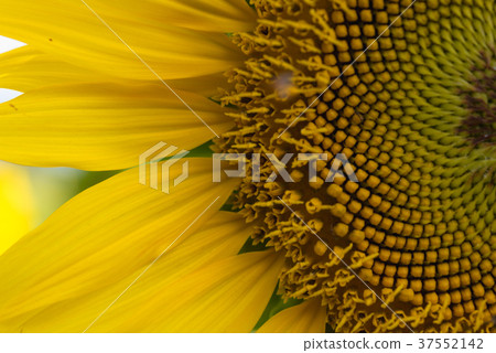 close up sunflower close up sunflower 37552142