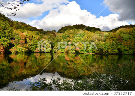 "Ochiguchi pond" of autumnal leaves reflected in the water surface of Shirakami Sanchi, Lake twelve "Ochiguchi pond" of autumnal leaves reflected in the water surface of Shirakami Sanchi, Lake twelve 37552717