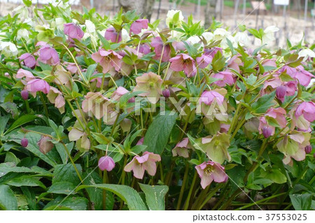 Christmas rose 37553025