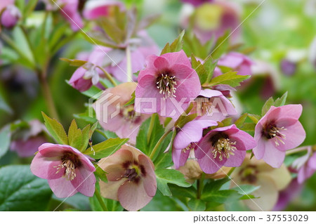 Christmas rose 37553029