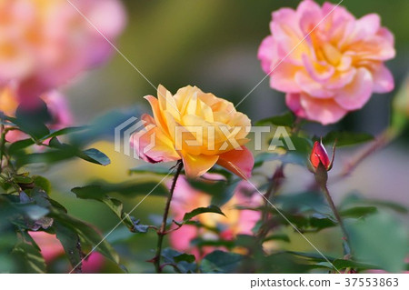 Rose Souvenir de Anne Frank Rose Souvenir de Anne Frank 37553863