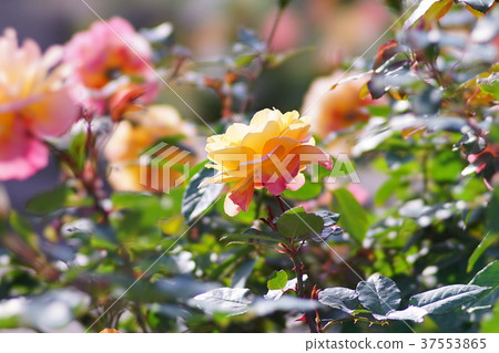 Rose Souvenir de Anne Frank Rose Souvenir de Anne Frank 37553865