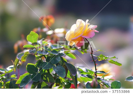 Rose Souvenir de Anne Frank Rose Souvenir de Anne Frank 37553866