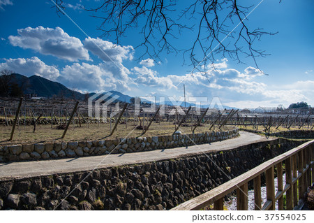 Vineyards of Katsunuma in winter Vineyards of Katsunuma in winter 37554025