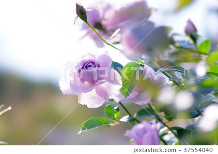 Rose Bluebay 37554040