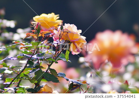 Rose Souvenir de Anne Frank 37554041