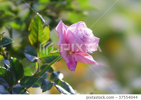 Rose Baster Mauve 37554044