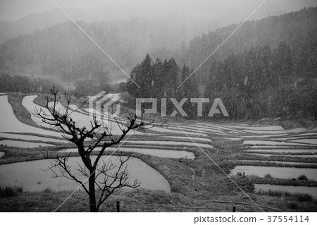 Oyama Senmaida Snow Oyama Senmaida Snow 37554114