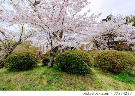 在岡山縣宮城寺的宮城寺前的櫻花障子寺 在岡山縣宮城寺的宮城寺前的櫻花障子寺 37554283