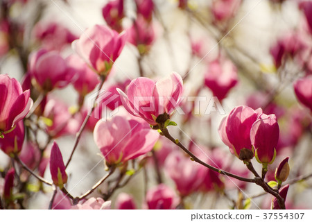 Magnolia spring flowers 37554307